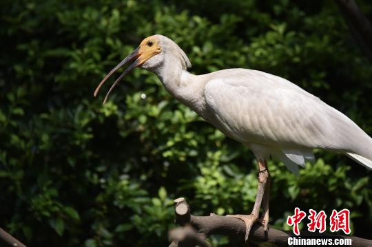 被列入濒危物种、曾被认为全球仅余7只的朱�，在广州繁育成共150多只的庞大种群。7月11日，在广州长隆飞鸟乐园，国宝级珍稀鸟类朱�首次与公众见面。　陈骥� 摄